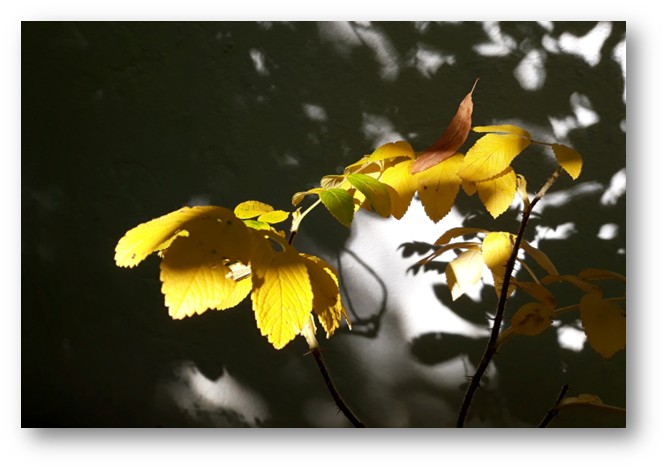 Beschreibung des Bildes