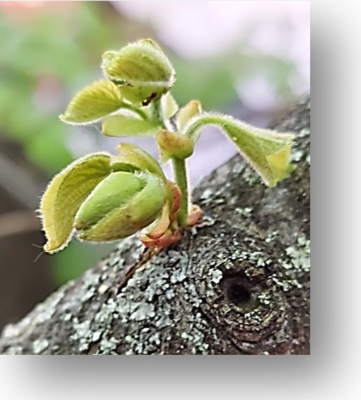 Beschreibung des Bildes