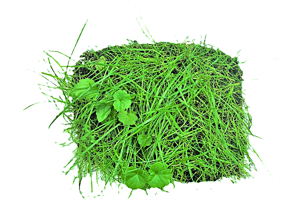 Beschreibung des Bildes