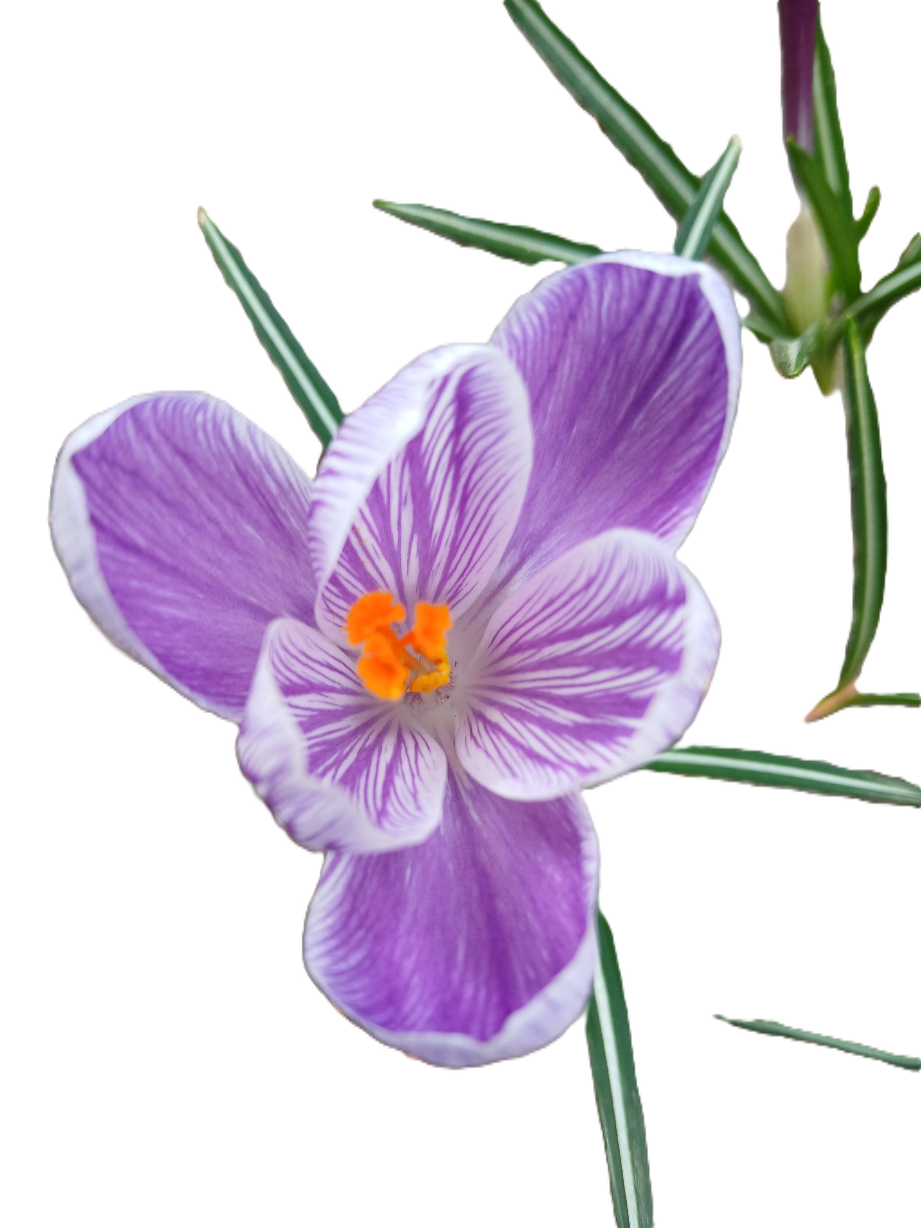 Beschreibung des Bildes