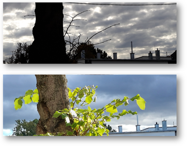 Beschreibung des Bildes