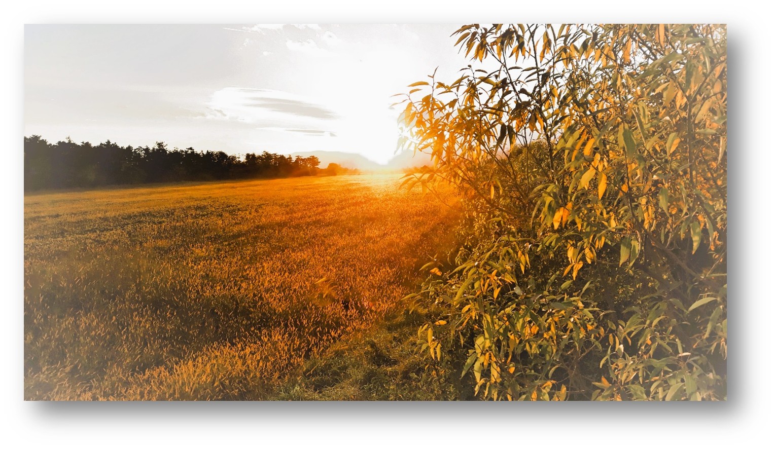 Beschreibung des Bildes